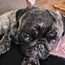 CiCi - Pug