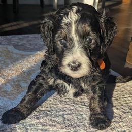 Orange - Tri-color female Bernedoodle puppy in Connecticut from Valley View Doodles