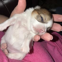 Chihuahua Puppies from Princess Paws LLC