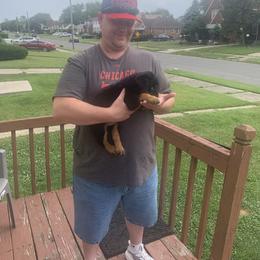 Rottweiler Puppies from Rottweiler Land