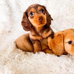 Dachshund Puppies from DachiesDash