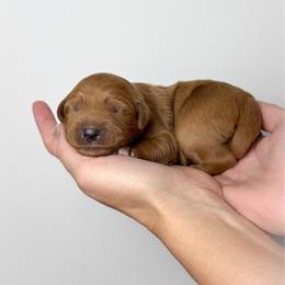 Rosé (pink collar) - Red  female Goldendoodle puppy in Murrieta, California from Apricot Poodles & Goldendoodles, LLC
