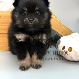 Melody - Black and tan female Pomeranian puppy in Redlands, California from Torrey Hills Poms