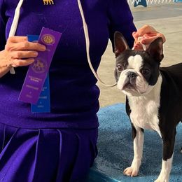 Jazz - Boston Terrier