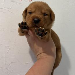 Lasagna - Yellow male Labrador Retriever puppy in Tomahawk, Wisconsin from Mahner Labs