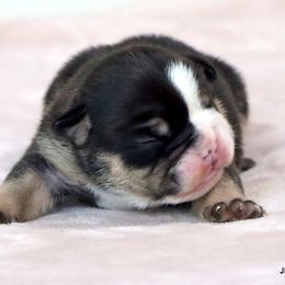 Murphy - Black tri-color male Bulldog puppy in Winnsboro, Texas from JP Ranch Bulldogs