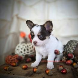 Reef - Chocolate and white male Chihuahua puppy in Piqua, Kansas from Cute As A Cupcake Chihuahuas