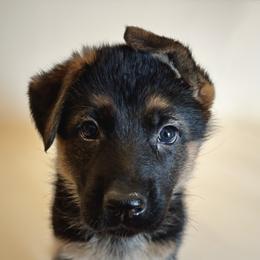 German Shepherd Puppies from Sonnenfeld Shepherds