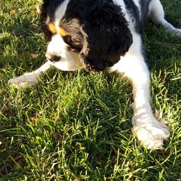 Cavalier King Charles Spaniel All Grown Up from True Love