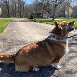 Pumpkin - Pembroke Welsh Corgi