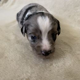 Miniature Australian Shepherd and Toy Australian Shepherd Puppies from Pawesome Lil Aussies