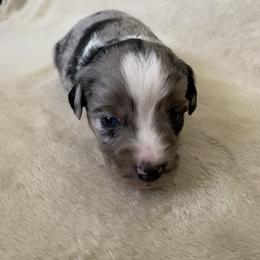 Miniature Australian Shepherd and Toy Australian Shepherd Puppies from Pawesome Lil Aussies