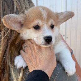 Yellow Collar Female - Sable female Pembroke Welsh Corgi puppy in Victoria, Texas from Clear Creek Corgis