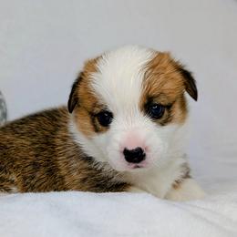 Peppermint Patty aka Patsy Cline - Sable and white female American Corgi puppy in Clarksville, Tennessee from Cold Creek Family Farm LLC