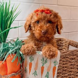 Athene - Red  female Goldendoodle puppy in Iola, Texas from Supreme Doodles of Texas