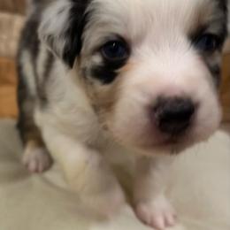 Ondes Martenot (OHND mar-te-NOH) - Blue merle male Australian Shepherd puppy in Bennett, Colorado from Alolan Angel Aussies