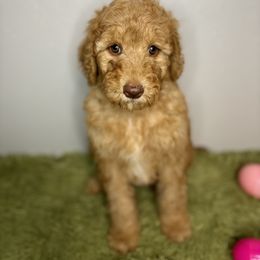 Bernedoodle, Goldendoodle, and Poodle Puppies from Poodle and Doodle Haven