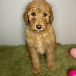 Bernedoodle, Goldendoodle, and Poodle Puppies from Poodle and Doodle Haven