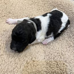 Gray collar boy - male Newfypoo puppy in Fairfield, California from Twin Sisters Doodles