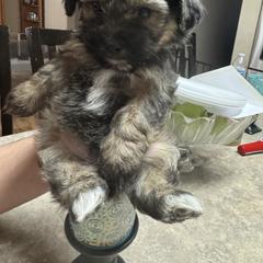 Shih Tzu, Shorkie, and Yorkshire Terrier Puppies from Great Mates