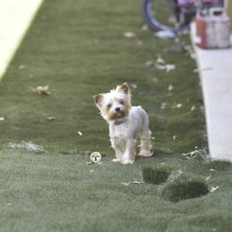 Oakley - Yorkshire Terrier