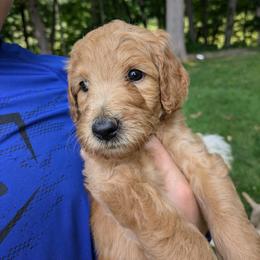 Tulip - Apricot female Goldendoodle puppy in Jackson, Michigan from Truth and Liberty Family Farm