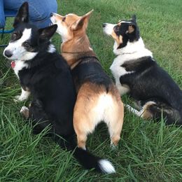 Pembroke Welsh Corgis from Sherry's Corgis