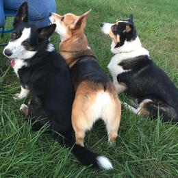 Pembroke Welsh Corgis from Sherry's Corgis