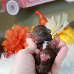 Chihuahua Puppies from Fiddlefigg Chihuahuas