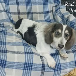 Huck - Dachshund