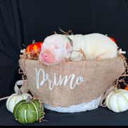 Gray - Dogo Argentino puppy from Primo Kennels