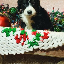 Bernedoodle Puppies from Moose Tracks Bernedoodles