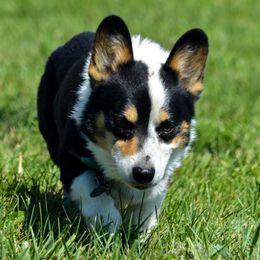 Jake - Pembroke Welsh Corgi