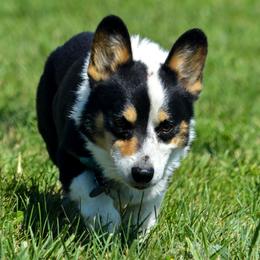 Jake - Pembroke Welsh Corgi