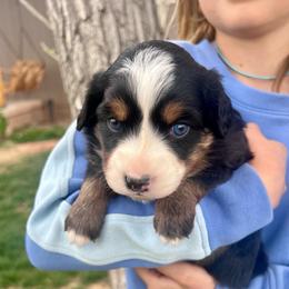 Trix - female Australian Mountain Doodle puppy in Randolph, Utah from Dry Canyon Pups