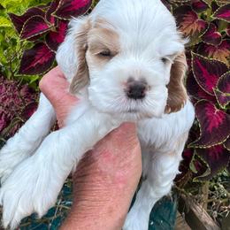 Red-White Male - Red and white male Cocker Spaniel puppy in Beech Island, South Carolina from Mike's Best Friends