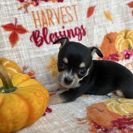 Diamond - Black and white female Chihuahua puppy in Beckemeyer, Illinois from Guardian’s of the Chihuahuas