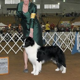 Scottie - Border Collie