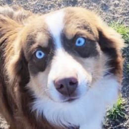 Beau - Miniature Australian Shepherd