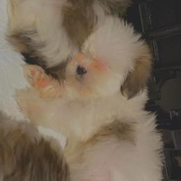Shih Tzus from ❤️🐾Shihtzu