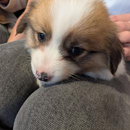 Girl 1 Miss Light Purple - White and red female Pembroke Welsh Corgi puppy in Milton, Florida from Milton Corgis