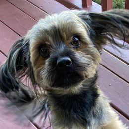 French Bulldogs and Yorkshire Terriers from Pup’s R Us