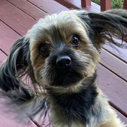 French Bulldogs and Yorkshire Terriers from Pup’s R Us