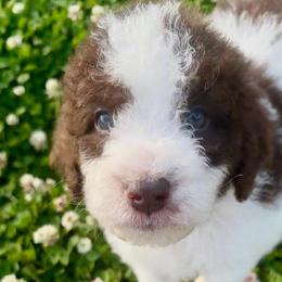 Lenny - Brown and white female Aussiedoodle puppy in Denton, Maryland from Royal Conron Doodles