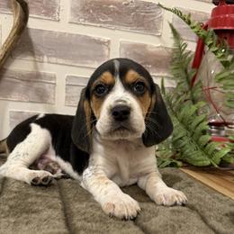 Scout - Black white and tan male Beagle puppy in West Plains, Missouri from Suncreek Puppies