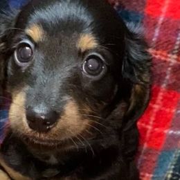 Boy 1 - Black and tan Dachshund puppy in Franklin, Georgia from Lakeside Kennels of Franklin
