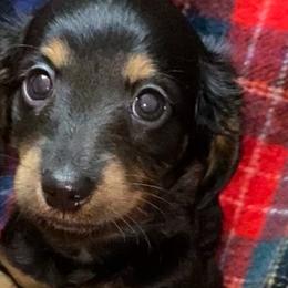 Boy 1 - Black and tan Dachshund puppy in Franklin, Georgia from Lakeside Kennels of Franklin