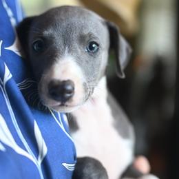 Aura - Blue female Whippet puppy in Gentry, Arkansas from Mardel Robeson of Mulberry Hollow Whippets