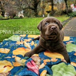 Boy 3 - Chocolate Labrador Retriever puppy in Rogue River, Oregon from PNW Labradors