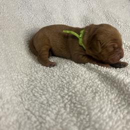 Golden Retriever Puppies from Nomadic Reds